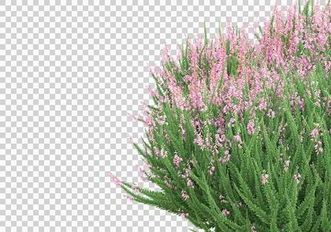 Grass Ilustración de archivo