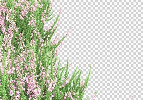 Grass Stock Illustration