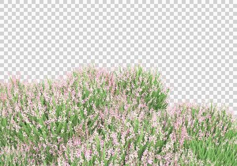 Grass Stock Illustration