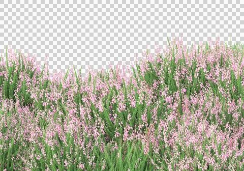Grass Ilustración de archivo