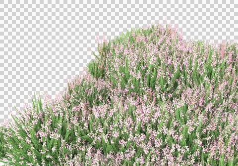 Grass Ilustración de archivo