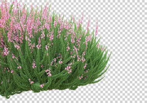 Grass Ilustración de archivo
