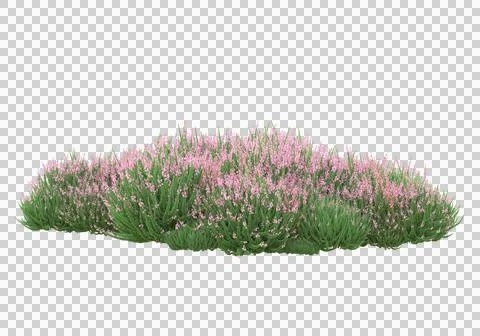 Grass Ilustración de archivo
