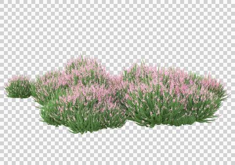 Grass Stock Illustration