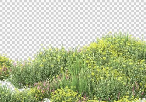 Grass Stock Illustration