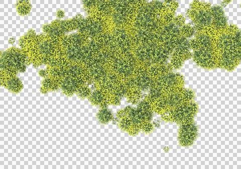 Grass Stock Illustration