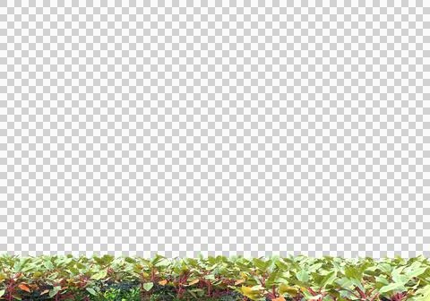 Grass Stock Illustration