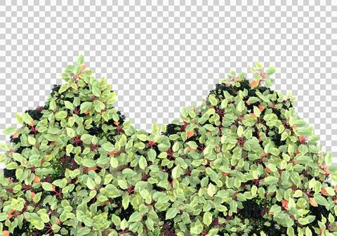 Grass Stock Illustration