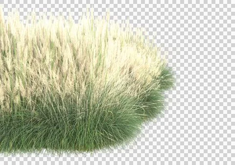 Grass Ilustración de archivo