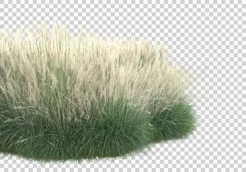 Grass Ilustración de archivo