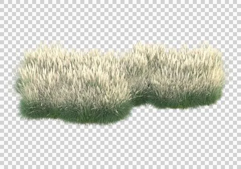 Grass Ilustración de archivo