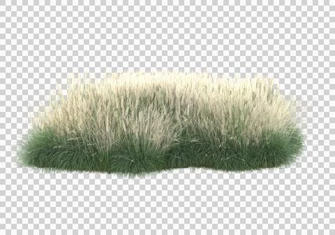Grass Ilustración de archivo