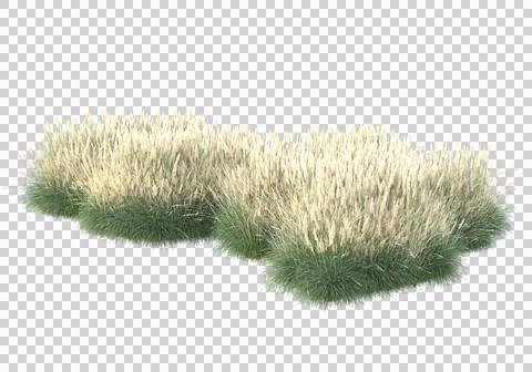 Grass Ilustración de archivo