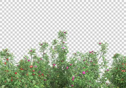 Grass Stock Illustration