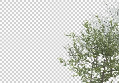 Grass Stock Illustration