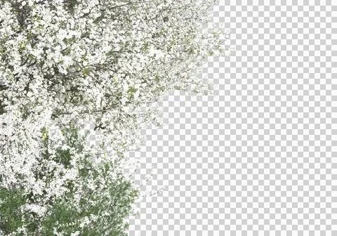 Grass Stock Illustration