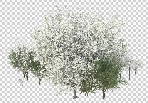 Grass Stock Illustration