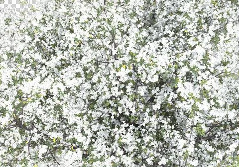 Grass Stock Illustration