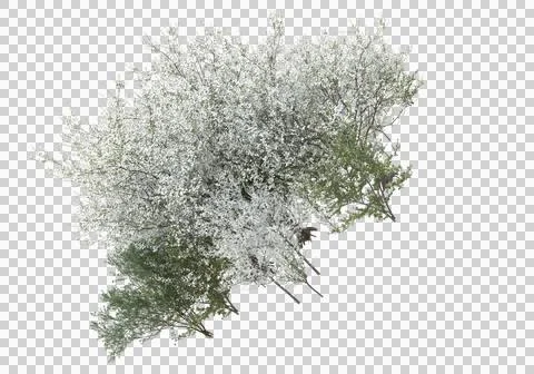 Grass Illustrazione stock