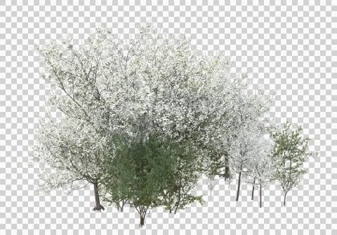 Grass Illustrazione stock