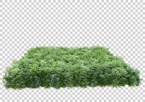 Grass Ilustración de archivo
