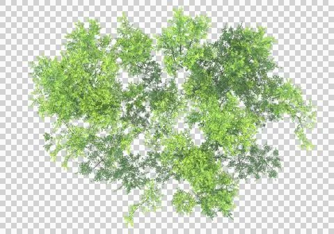 Grass Stock Illustration