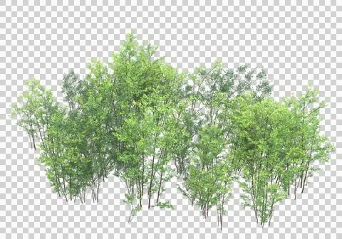 Grass Ilustración de archivo