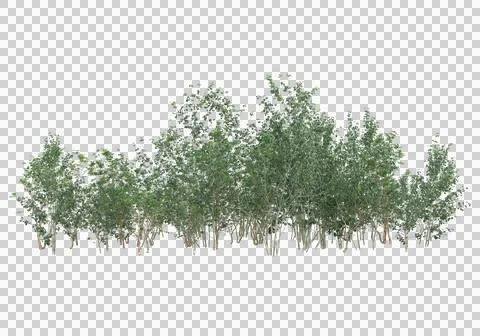 Grass Stock Illustration