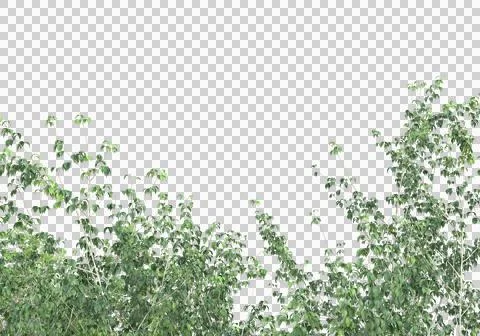 Grass Ilustración de archivo