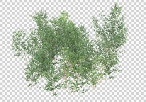 Grass Ilustración de archivo