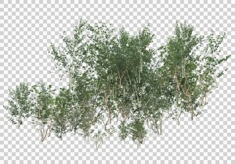 Grass Ilustración de archivo