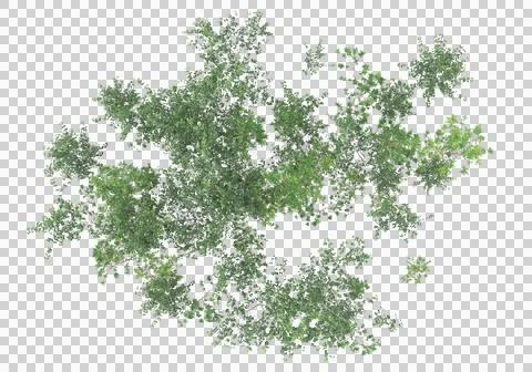 Grass Ilustración de archivo