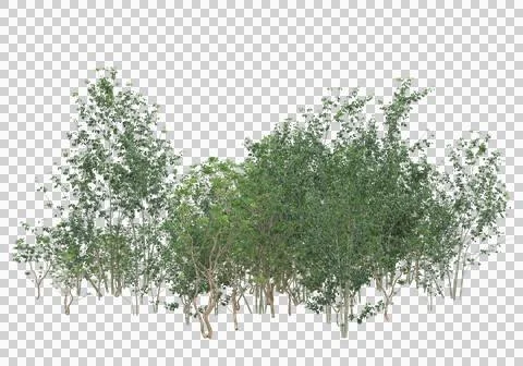 Grass Ilustración de archivo