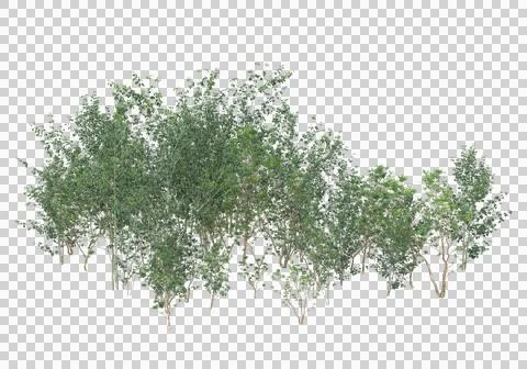 Grass Ilustración de archivo
