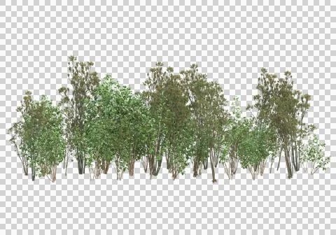 Grass Ilustración de archivo
