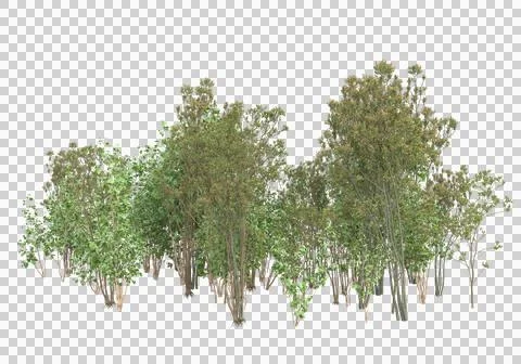 Grass Ilustración de archivo