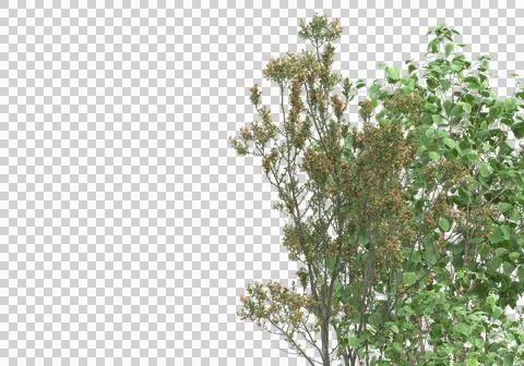 Grass Stock Illustration