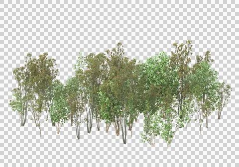 Grass Stock Illustration