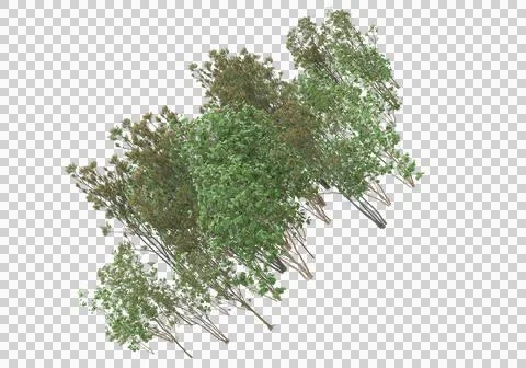 Grass Stock Illustration