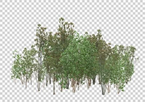 Grass Stock Illustration