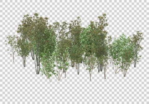 Grass Ilustración de archivo