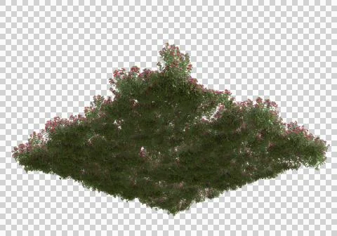 Grass Ilustración de archivo