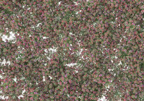 Grass Stock Illustration