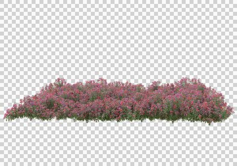 Grass Ilustración de archivo