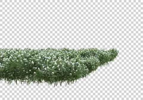 Grass Stock Illustration