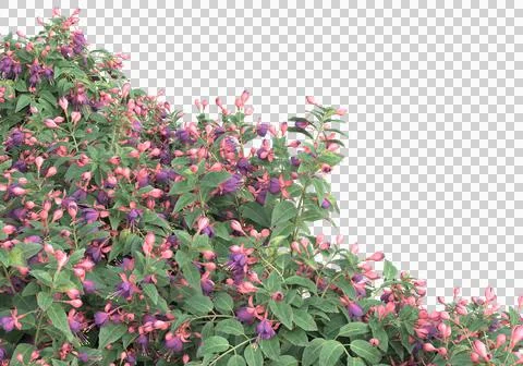 Grass Stock Illustration