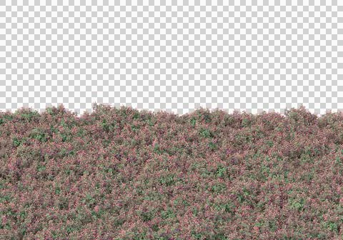 Grass Ilustración de archivo