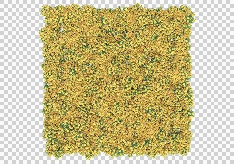Grass Ilustración de archivo
