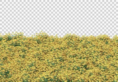 Grass Stock Illustration