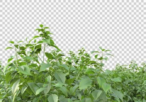 Grass Stock Illustration